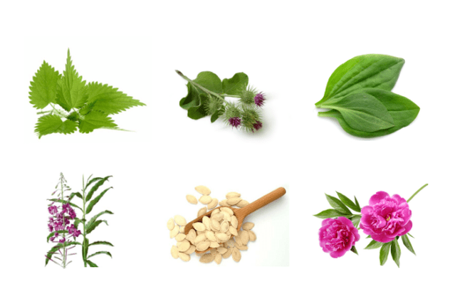 Plantas con prostatite